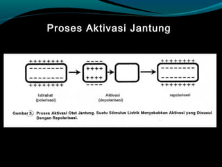 Proses Aktivasi Jantung
 
