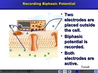 interactive physiologyECG
Taradi
11
Recording Biphasic PotentialRecording Biphasic Potential
 TwoTwo
electrodes areelectrodes are
placed outsideplaced outside
the cell.the cell.
 BiphasicBiphasic
potential ispotential is
recorded.recorded.
 BothBoth
electrodes areelectrodes are
active.active.
0
 