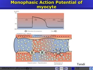 interactive physiologyECG
Taradi
12
Monophasic Action Potential ofMonophasic Action Potential of
myocytemyocyte
 