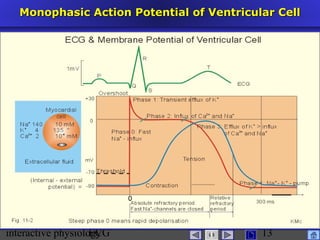 interactive physiologyECG
Taradi
13
Monophasic Action Potential of Ventricular CellMonophasic Action Potential of Ventricular Cell
 