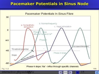 interactive physiologyECG
Taradi
15
Pacemaker Potentials in Sinus NodePacemaker Potentials in Sinus Node
 