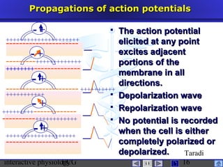 interactive physiologyECG
Taradi
16
Propagations of action potentialsPropagations of action potentials
 The action potentialThe action potential
elicited at any pointelicited at any point
excites adjacentexcites adjacent
portions of theportions of the
membrane in allmembrane in all
directions.directions.
 Depolarization waveDepolarization wave
 Repolarization waveRepolarization wave
 No potential is recordedNo potential is recorded
when the cell is eitherwhen the cell is either
completely polarized orcompletely polarized or
depolarized.depolarized.
- +
- +
- +
- +
- +
+++++++++++++++++++++
----------------------
---------+++++++++++++
++++++++--------------
---------------------- ++++++++++
+++++++++++
+++++++++-------------
----------++++++++++++
++++++++++++++++++++
----------------------
 