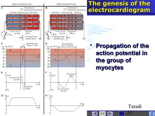 interactive physiologyECG
Taradi
21
The genesis of theThe genesis of the
electrocardiogramelectrocardiogram
 Propagation of thePropagation of the
action potential inaction potential in
the group ofthe group of
myocytesmyocytes
 