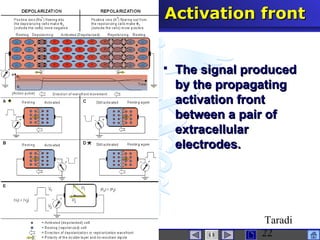 interactive physiologyECG
Taradi
22
Activation frontActivation front
 The signal producedThe signal produced
by the propagatingby the propagating
activation frontactivation front
between a pair ofbetween a pair of
extracellularextracellular
electrodes.electrodes.
 