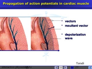 interactive physiologyECG
Taradi
23
Propagation of action potentials in cardiac musclePropagation of action potentials in cardiac muscle
 vectorsvectors
 resultant vectorresultant vector
 depolarizationdepolarization
wavewave
 
