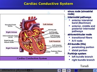interactive physiologyECG
Taradi
27
Cardiac Conductive SystemCardiac Conductive System
 sinus node (sinoatrialsinus node (sinoatrial
node)node)
 internodal pathwaysinternodal pathways
 anterior interatrial
band (Bachman)
 anterior, middle and
posterior internodal
pathways
 atrioventricular nodeatrioventricular node
 transitional fibers
 A-V node
 AV-bundle (His)AV-bundle (His)
 penetrating portion
 distal portion
 Purkinje systemPurkinje system
 left bundle branch
 right bundle branch
 