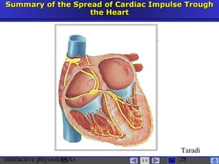 interactive physiologyECG
Taradi
28
Summary of the Spread of Cardiac Impulse TroughSummary of the Spread of Cardiac Impulse Trough
the Heartthe Heart
 