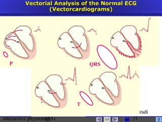 interactive physiologyECG
Taradi
31
Vectorial Analysis of the Normal ECGVectorial Analysis of the Normal ECG
(Vectorcardiograms)(Vectorcardiograms)
P QRS
T
 