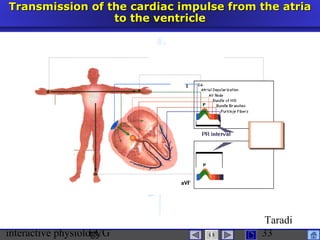interactive physiologyECG
Taradi
33
Transmission of the cardiac impulse from the atriaTransmission of the cardiac impulse from the atria
to the ventricleto the ventricle
 