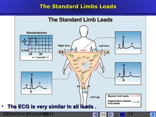 interactive physiologyECG
Taradi
54
The Standard Limbs LeadsThe Standard Limbs Leads
 The ECG is very similar in all leads .The ECG is very similar in all leads .
 
