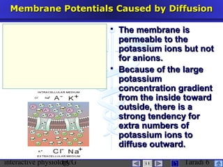 interactive physiologyECG Taradi 6
Membrane Potentials Caused by DiffusionMembrane Potentials Caused by Diffusion
 The membrane isThe membrane is
permeable to thepermeable to the
potassium ions but notpotassium ions but not
for anions.for anions.
 Because of the largeBecause of the large
potassiumpotassium
concentration gradientconcentration gradient
from the inside towardfrom the inside toward
outside, there is aoutside, there is a
strong tendency forstrong tendency for
extra numbers ofextra numbers of
potassium ions topotassium ions to
diffuse outward.diffuse outward.
 