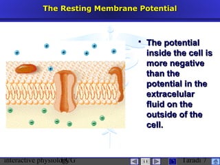 interactive physiologyECG Taradi 7
The Resting Membrane PotentialThe Resting Membrane Potential
 The potentialThe potential
inside the cell isinside the cell is
more negativemore negative
than thethan the
potential in thepotential in the
extracelularextracelular
fluid on thefluid on the
outside of theoutside of the
cell.cell.
 