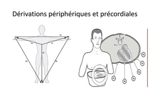 Dérivations périphériques et précordiales
 