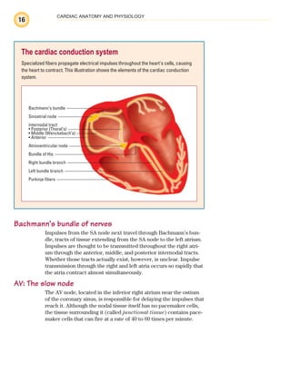 16
CARDIAC ANATOMY AND PHYSIOLOGY
Bachmann’s bundle of nerves
Impulses from the SA node next travel through Bachmann’s bun-
dle, tracts of tissue extending from the SA node to the left atrium.
Impulses are thought to be transmitted throughout the right atri-
um through the anterior, middle, and posterior internodal tracts.
Whether those tracts actually exist, however, is unclear. Impulse
transmission through the right and left atria occurs so rapidly that
the atria contract almost simultaneously.
AV: The slow node
The AV node, located in the inferior right atrium near the ostium
of the coronary sinus, is responsible for delaying the impulses that
reach it. Although the nodal tissue itself has no pacemaker cells,
the tissue surrounding it (called junctional tissue) contains pace-
maker cells that can fire at a rate of 40 to 60 times per minute.
The cardiac conduction system
Specialized fibers propagate electrical impulses throughout the heart's cells, causing
the heart to contract. This illustration shows the elements of the cardiac conduction
system.
Bachmann’s bundle
Sinoatrial node
Internodal tract
• Posterior (Thorel’s)
• Middle (Wenckebach’s)
• Anterior
Atrioventricular node
Bundle of His
Right bundle branch
Left bundle branch
Purkinje fibers
ECG_Chap01.indd 16
ECG_Chap01.indd 16 7/7/2010 5:47:53 PM
7/7/2010 5:47:53 PM
 