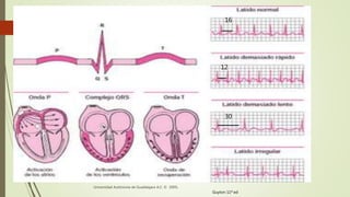 16
12
30
Universidad Autónoma de Guadalajara A.C. © 2009.
Guyton 11ª ed
 