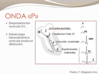 ONDA «P»
 Despolarización
Auricular D-I.
 Sobrecarga
hemodinámica
auricular produce
dilatación.
Pedro. F. Delgado Lino.
 