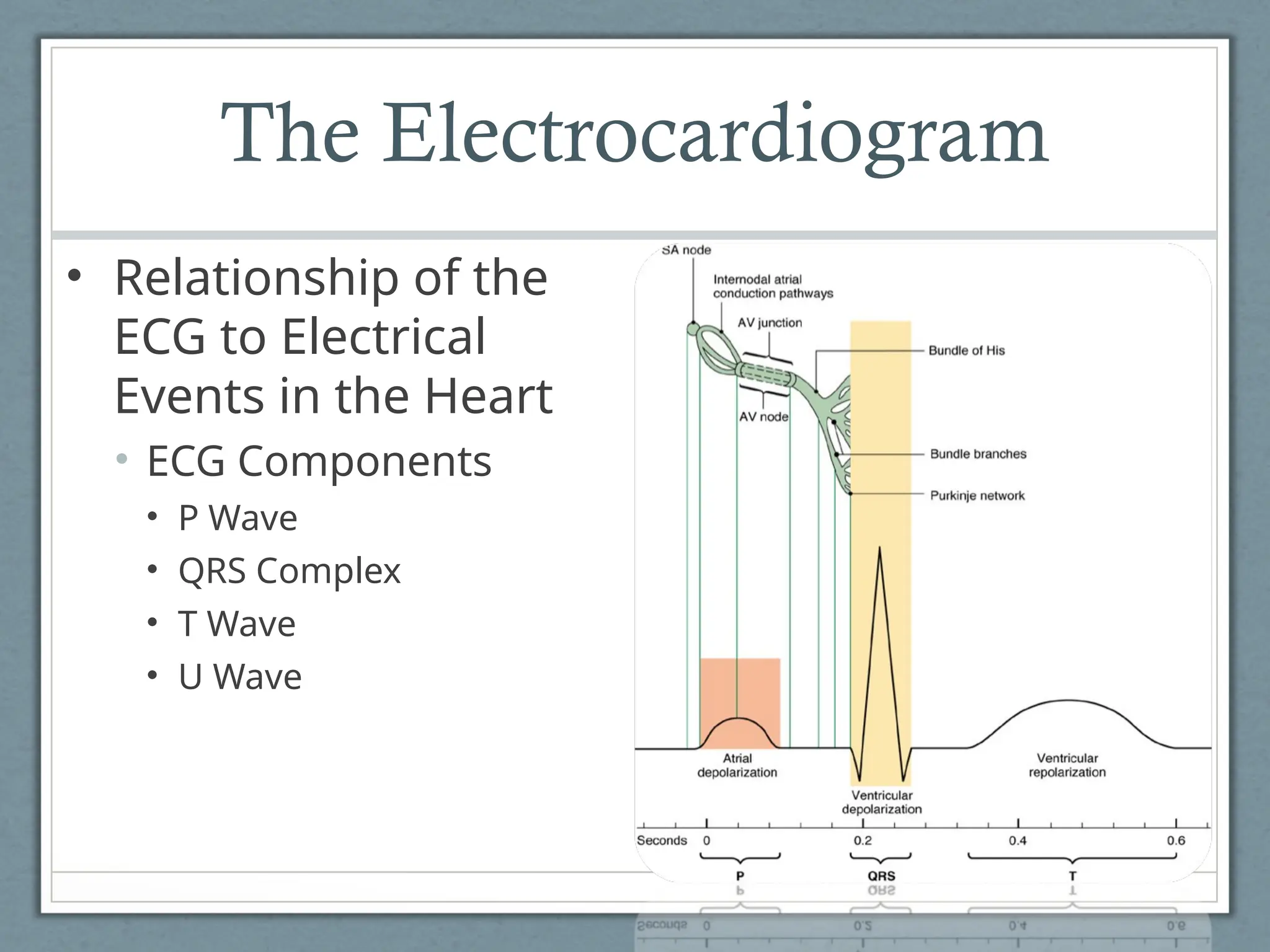 The Electrocardiogram
• Relationship of the
ECG to Electrical
Events in the Heart
• ECG Components
• P Wave
• QRS Complex
• T Wave
• U Wave
 