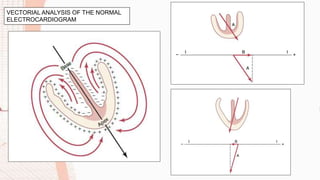 VECTORIAL ANALYSIS OF THE NORMAL
ELECTROCARDIOGRAM
 