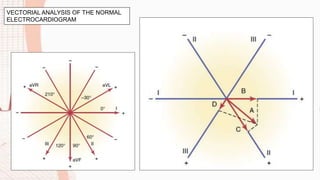 VECTORIAL ANALYSIS OF THE NORMAL
ELECTROCARDIOGRAM
 