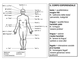 IL CORPO ESPERIENZIALE
testa > qualità/status
mugùn kâi
lit. ‘cattiveria della testa’
‘perversità, malignità’
lingua > qualità fisica
harshèè yakè
lit. ‘è lingua’
‘essere prolissi’
lingua > azione
ɗ aukà harshèè
lit. ‘tenere la lingua’
‘parlare a voce alta’
fegato > interazione sociale
jiƙ à hantàà
lit. ‘immergere fegati’
‘essere generoso verso
qualcuno’

 