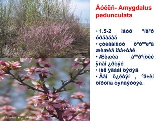 • 1.5-2 ìåòð ºíäºð
óðãàäàã
• çóéâàíäóó õºðººëºã
æèæèã íàâ÷òàé
• Æèæèã áººðºíõèé
ÿñàí ¿ðòýé
• íèë ÿãààí öýöýã
• Ãàí õ¿éòýí , ºâ÷èí
õîðòîíä òýñâýðòýé.
Áóéëñ- Amygdalus
pedunculata
 