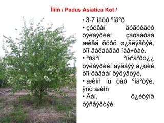 • 3-7 ìåòð ºíäºð
• çóóâàí äóãóéäóó
õýëáýðèéí çàõààðàà
æèãä õóðö ø¿äëýãòýé,
òîì äàëáàãàð íàâ÷òàé.
• ªðãºí ºíäºãºðõ¿¿
õýëáýðèéí äýëáýý á¿õèé
òîì öàãààí öýöýãòýé,
• æèìñ íü õàð ºíãºòýé,
ÿñò æèìñ
• Ãàí, õ¿éòýíä
òýñâýðòýé.
Ìîíîñ / Padus Asiatica Kot /
 