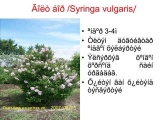 Ãîëò áîð /Syringa vulgaris/
• ªíäºð 3-4ì
• Òèòýì äóãóéâòàð
ºíäãºí õýëáýðòýé
• Ýëñýðõýã õºíãºí
õºðñºíä ñàéí
óðãàäàã.
• Õ¿éòýí ãàí õ¿éòýíä
òýñâýðòýé
 