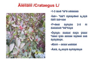 Äîëîîãîíî /Crataegus L/
•1-3 ìåòð ºíäºð óðãàäàã
•Íàâ÷- ºíäãºí õýëáýðèéí á¿äýã
íîãîîí íàâ÷òàé
•Ìº÷ðèéí õýñýãò 2-5 ñì
õàòãóóð ºðãºñòýé
•Öýöýã- öàãààí õàÿà ÿãààí
ºíãèéí íÿãò áàìáàé ìàÿãèéí áàã
öýöýãòýé.
•Æèìñ – óëààí øàðãàë
•Ãàíä, õ¿éòýíä òýñâýðòýé
 
