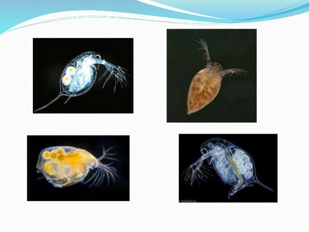 Ekofisiologi Zooplankton