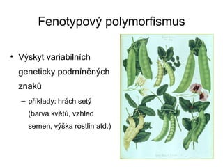 Fenotypový polymorfismus Výskyt variabilních geneticky podmíněných znaků příklady: hrách setý (barva květů, vzhled semen, výška rostlin atd.) 