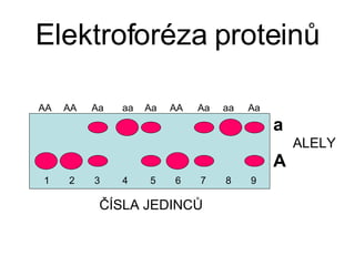 Elektroforéza proteinů ČÍSLA JEDINC Ů 1 2 3 4 5 6 7 8 9 a A AA AA Aa aa Aa AA Aa aa Aa ALELY 