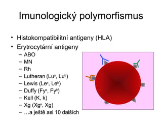 Imunologický polymorfismus Histokompatibilitní antigeny (HLA) Erytrocytární antigeny ABO MN Rh Lutheran (Lu a , Lu b ) Lewis (Le a , Le b ) Duffy (Fy a , Fy b ) Kell (K, k) Xg (Xg a , Xg) … a ještě asi 10 dalších 
