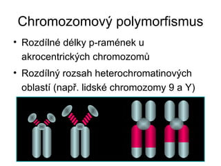 Chromozomový polymorfismus Rozdílné délky p-ramének u akrocentrických chromozomů Rozdílný rozsah heterochromatinových oblastí (např. lidské chromozomy 9 a Y) 