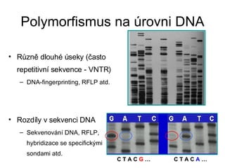 Polymorfismus na úrovni DNA Různě dlouhé úseky (často repetitivní sekvence - VNTR) DNA-fingerprinting, RFLP atd. Rozdíly v sekvenci DNA Sekvenování DNA, RFLP, hybridizace se specifickými sondami atd. C T A C  G  … C T A C  A  … 