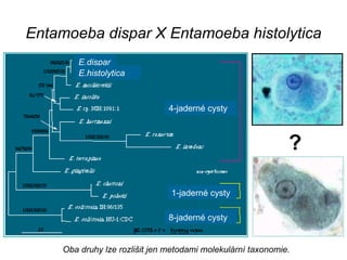 Entamoeba dispar X Entamoeba histolytica ? Oba druhy lze rozlišit jen metodami molekulární taxonomie. E.dispar E.histolytica 4-jaderné cysty 1-jaderné cysty 8-jaderné cysty 
