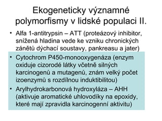 Alfa 1-antitrypsin – ATT (proteázový inhibitor, snížená hladina vede ke vzniku chronických zánětů dýchací soustavy, pankreasu a jater) Cytochrom P450-monooxygenáza (enzym oxiduje cizorodé látky včetně silných karcinogenů a mutagenů, znám velký počet izoenzymů s rozdílnou induktibilitou) Arylhydrokarbonová hydroxyláza – AHH (aktivuje aromatické uhlovodíky na epoxidy, které mají zpravidla karcinogenní aktivitu) Ekogeneticky významné polymorfismy v lidské populaci II. 