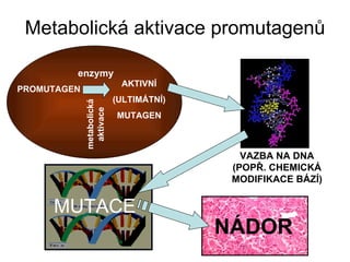 Metabolická aktivace promutagenů PROMUTAGEN AKTIVNÍ (ULTIMÁTNÍ) MUTAGEN VAZBA NA DNA (POPŘ. CHEMICKÁ MODIFIKACE BÁZÍ) MUTACE enzymy metabolická aktivace NÁDOR 