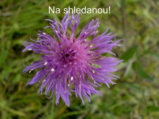 Na shledanou! 