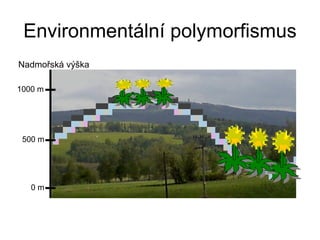 Environmentální polymorfismus 1000 m 500 m 0 m Nadmořská výška 