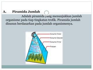 A. Piramida Jumlah
Adalah piramida yang menunjukkan jumlah
organisme pada tiap tingkatan trofik. Piramida jumlah
disusun berdasarkan pada jumlah organismenya.
 