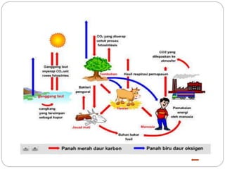 Daur daur karbon dan oksigen
 