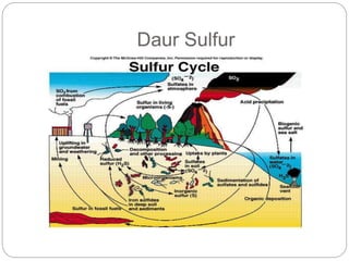 Daur Sulfur
 