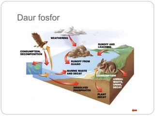 Daur fosfor
 