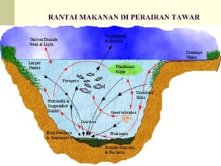 RANTAI MAKANAN DI PERAIRAN TAWAR
 