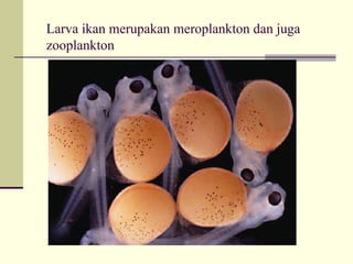 Larva ikan merupakan meroplankton dan juga
zooplankton
 