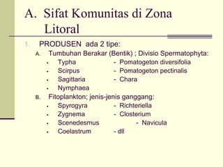 A. Sifat Komunitas di Zona
Litoral
1. PRODUSEN ada 2 tipe:
A. Tumbuhan Berakar (Bentik) ; Divisio Spermatophyta:
ƒ Typha - Pomatogeton diversifolia
ƒ Scirpus - Pomatogeton pectinalis
ƒ Sagittaria - Chara
ƒ Nymphaea
B. Fitoplankton; jenis-jenis ganggang:
ƒ Spyrogyra - Richteriella
ƒ Zygnema - Closterium
ƒ Scenedesmus - Navicula
ƒ Coelastrum - dll
 