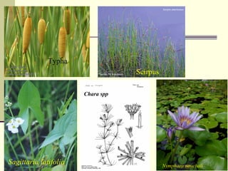 Typha
Scirpus
Sagittaria latifolia Nymphaea nauchali
Chara spp
 