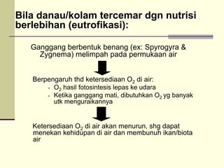 Bila
Bila danau/kolam
danau/kolam tercemar
tercemar dgn
dgn nutrisi
nutrisi
berlebihan
berlebihan (
(eutrofikasi
eutrofikasi):
):
Ganggang berbentuk benang (ex: Spyrogyra &
Zygnema) melimpah pada permukaan air
Berpengaruh thd ketersediaan O2 di air:
• O2 hasil fotosintesis lepas ke udara
• Ketika ganggang mati, dibutuhkan O2 yg banyak
utk menguraikannya
Ketersediaan O2 di air akan menurun, shg dapat
menekan kehidupan di air dan membunuh ikan/biota
air
 
