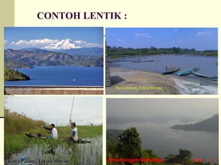 Rawa
Rawa Pacing,
Pacing, Tulang
Tulang Bawang
Bawang Bendungan Batutegi,
Rawa Bakung, Tulang Bawang
CONTOH LENTIK :
 
