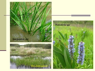 Pontederia spp
Sparganium spp
Eleocharis palutris
 